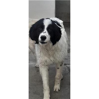 Comune di Siniscola - Cane - Microchip 380260004620584