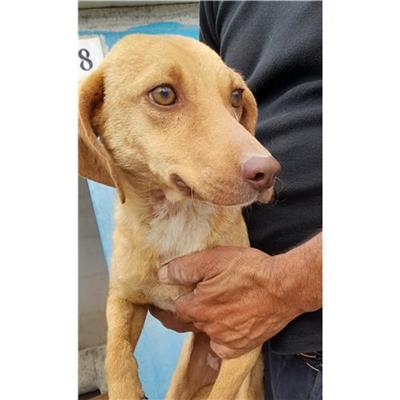 Comune di Siniscola - Cane - Microchip 380260044249186