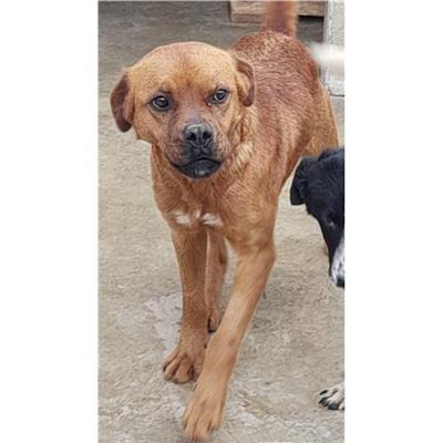 Comune di Siniscola - Cane - Microchip 380260004620586