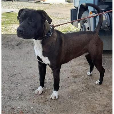 Comune di Siniscola - Cane - Microchip 380260004620997
