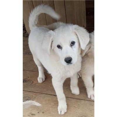 Comune di Siniscola - 380260004620996