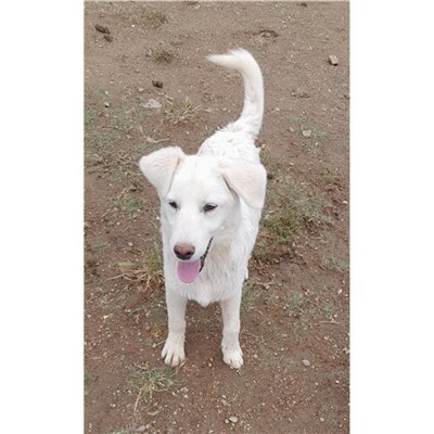 Comune di Siniscola - 380260004620999