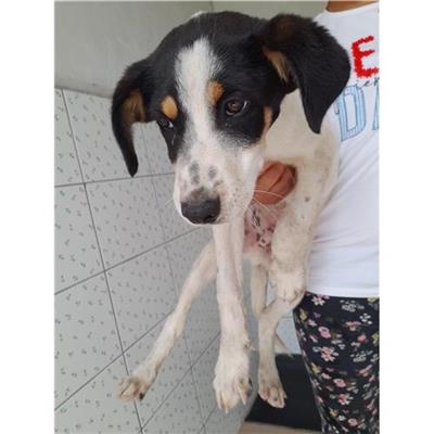 Comune di Loiri Porto San Paolo - Cane - Microchip 380260044248500