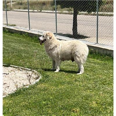 Comune di Budoni - Cane - Microchip 380260044249056