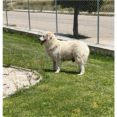 Comune di Budoni - 380260044249056