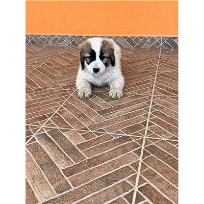 Comune di Budoni - Cane - Microchip 380260044248655