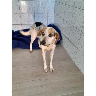 Comune di Siniscola - Cane - Microchip 380260044249320