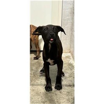 Comune di Siniscola - 380260044248460