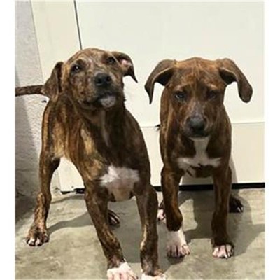 Comune di Siniscola - 380260044249353