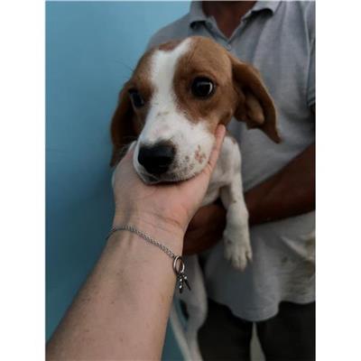 Comune di Torpè - convenzione 2021 - Cane - Microchip 