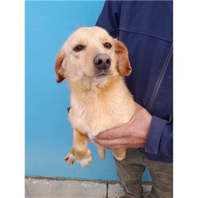 Comune di Loiri Porto San Paolo - Cane - Microchip 380260044942680