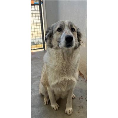 Comune di Buddusò - Cane - Microchip 380260045074095