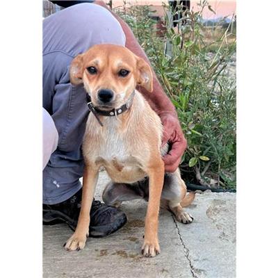 Comune di Budoni - Cane - Microchip 380260004620737