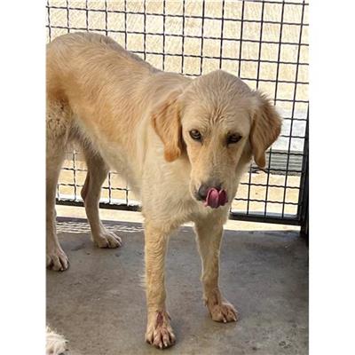 Comune di Berchidda - Cane - Microchip 380260045074180