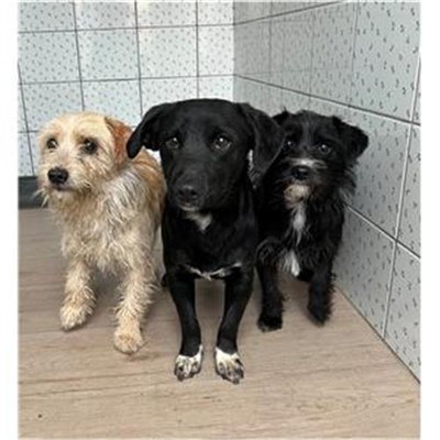 Comune di Siniscola - 380260044248678