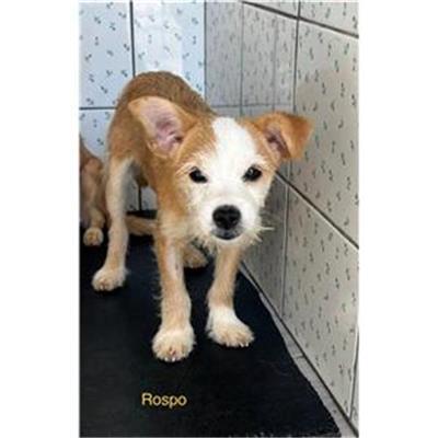 Comune di Siniscola - Cane - Microchip 380260044248895