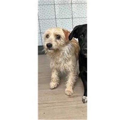 Comune di Siniscola - 380260044248782