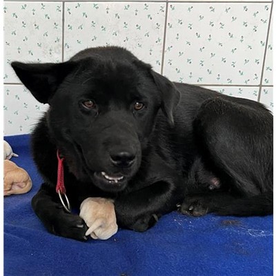 Comune di Siniscola - 380260004620734