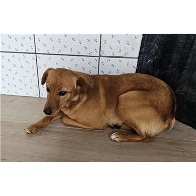 Comune di Budoni - 380260045082111