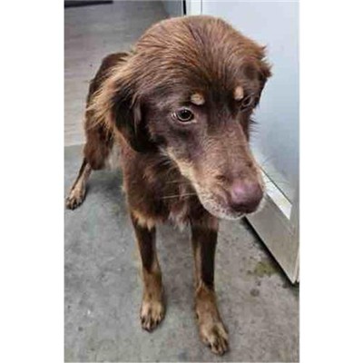 Comune di Telti - 380260045082223