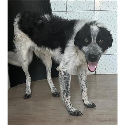 Comune di Berchidda - 380260045076788