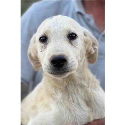 Comune di Siniscola - 380260045077352