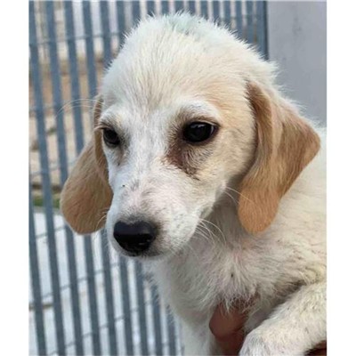 Comune di Siniscola - 380260045077271