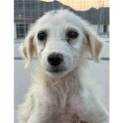 Comune di Siniscola - 380260045077325