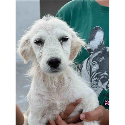 Comune di Siniscola - 380260045076934