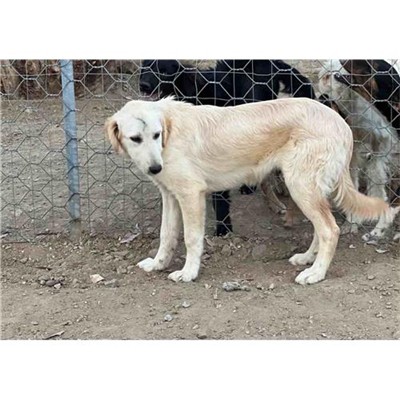 Comune di Siniscola - 380260045077285