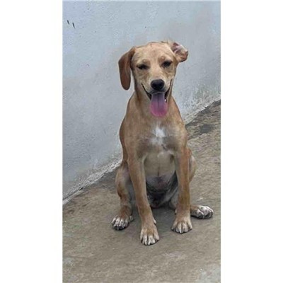 Comune di Siniscola - 380260045073687