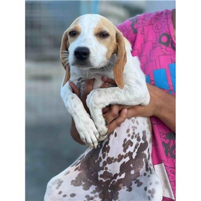 Comune di Siniscola - 380260045074269