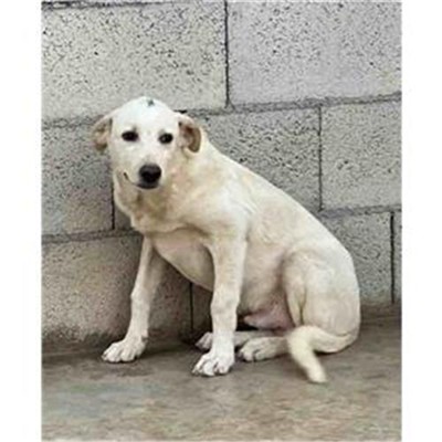 Comune di Siniscola - 380260045077210