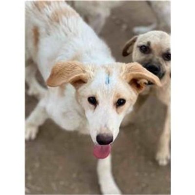 Comune di Siniscola - 380260045076706