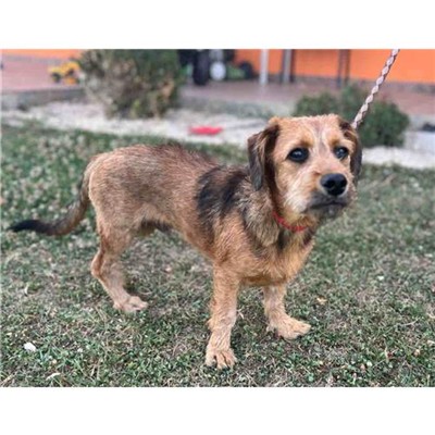 Comune di Siniscola - Cane - Microchip 380260045077548