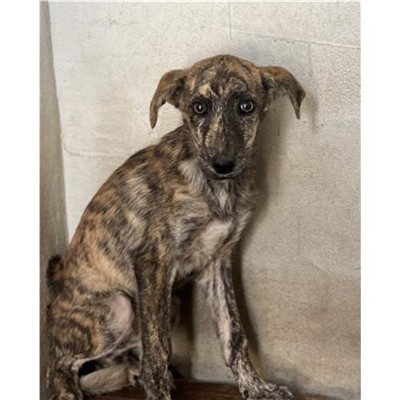 Comune di Budoni - 380260045082044