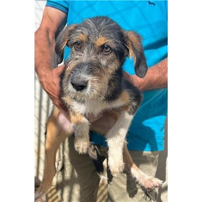 Comune di Budoni - 380260045074431