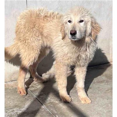 Comune di Siniscola - 380260045082563