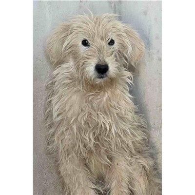 Comune di Siniscola - 380260045078600