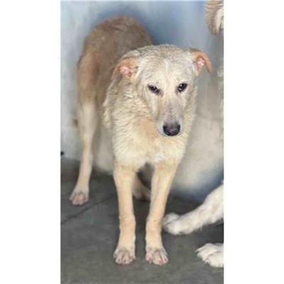 Comune di Siniscola - 380260045078504