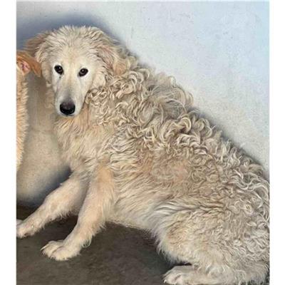 Comune di Siniscola - Cane - Microchip 380260045077915