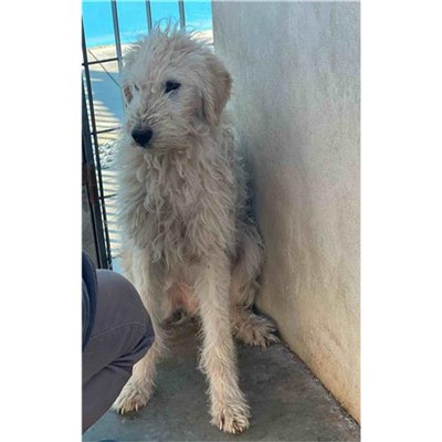 Comune di Siniscola - 380260045077655