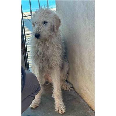 Comune di Siniscola - Cane - Microchip 380260045077655