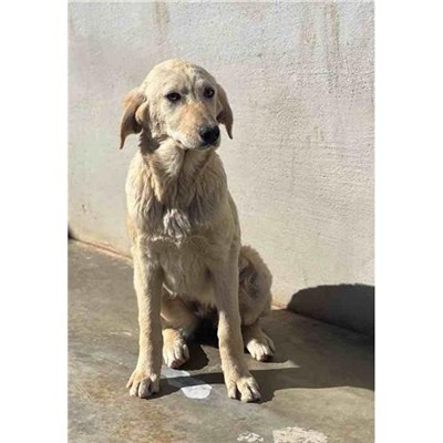 Comune di Siniscola - 380260045077670