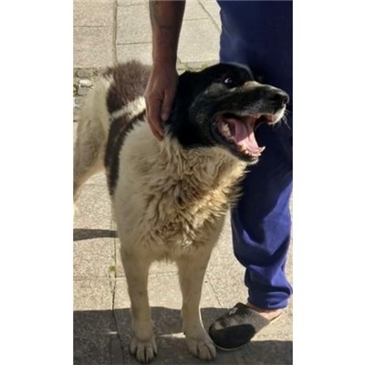 Comune di Oschiri - Cane - Microchip 380260045145750