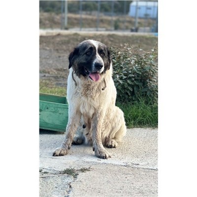 Comune di Buddusò - Cane - Microchip 380260045151913