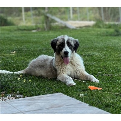 Comune di Buddusò - Cane - Microchip 380260045149745