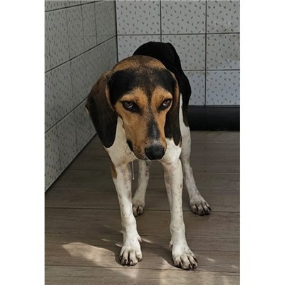 Comune di Monti - Cane - Microchip 380260045150248