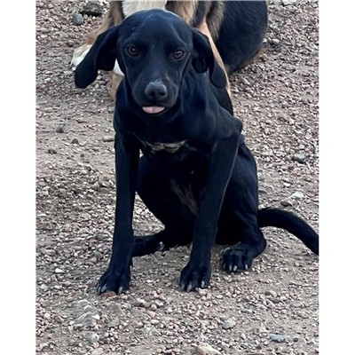 Comune di Siniscola - Cane - Microchip 380260045148307