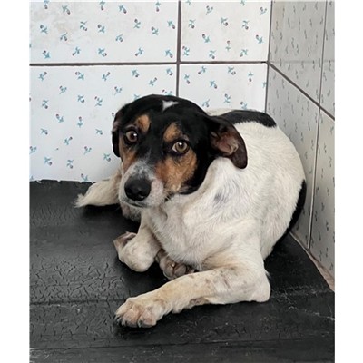 Comune di Siniscola - Cane - Microchip 380260045149779